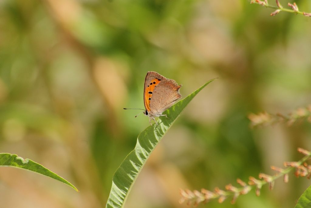 Lycaena phlaeas?